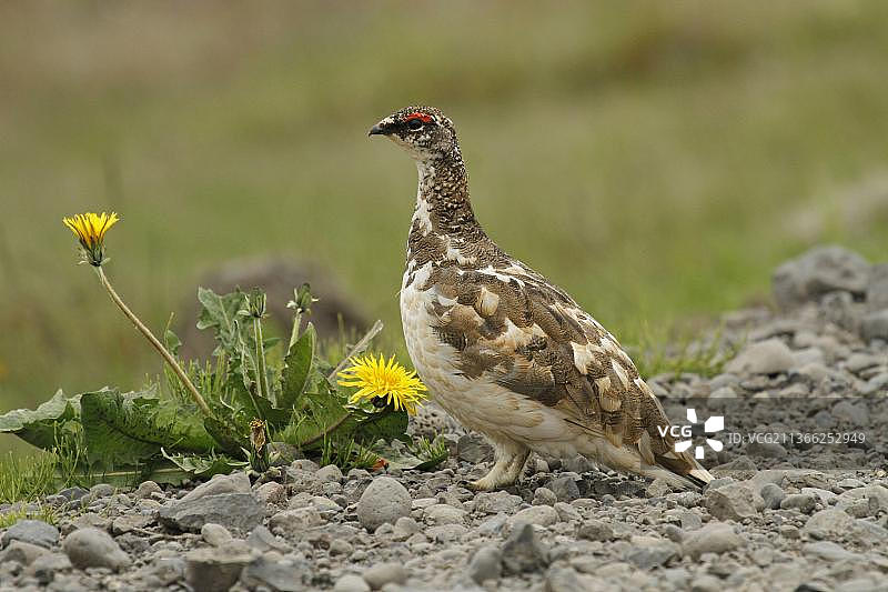 雷鸟（Lagopus muta）成年雄性，过渡羽毛，站在砾石上，冰岛北部图片素材