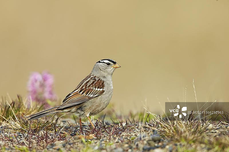 白冠带鹀（Zonotrichia leucophrys）成年鸟，站在苔原上，靠近美国阿拉斯加州巴罗图片素材