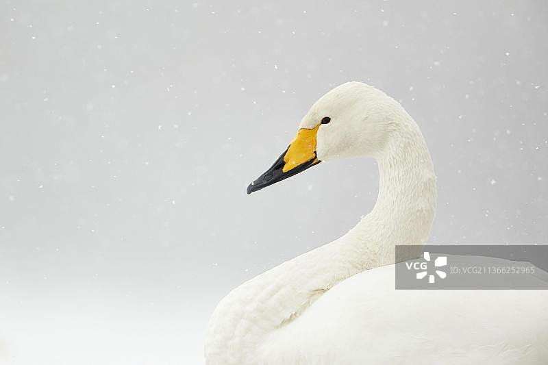 雪中屈斜路湖的成年大天鹅头部和颈部特写（日本北海道阿寒国立公园）图片素材