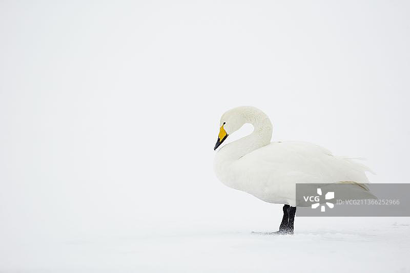 站在雪地冰冻湖面上的成年大天鹅图片素材