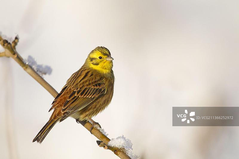 成年雄性黄雀栖息在白雪覆盖的树枝上，英国苏格兰边境图片素材