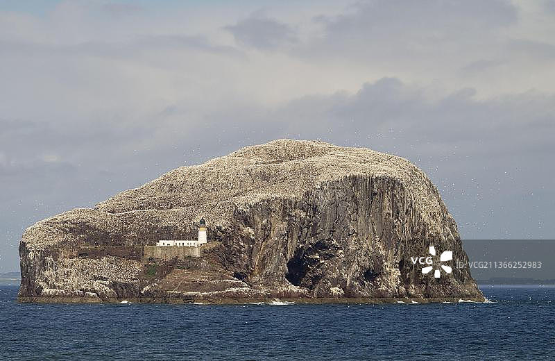 苏格兰福斯湾巴斯岩火山栓岛屿和海景，有灯塔和北方塘鹅鸟巢群图片素材