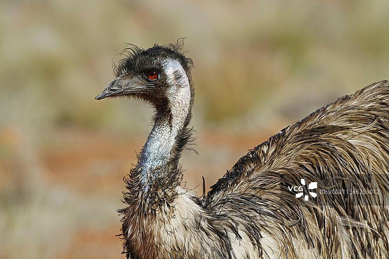 澳大利亚红土中心鸸鹋头部和颈部特写图片素材
