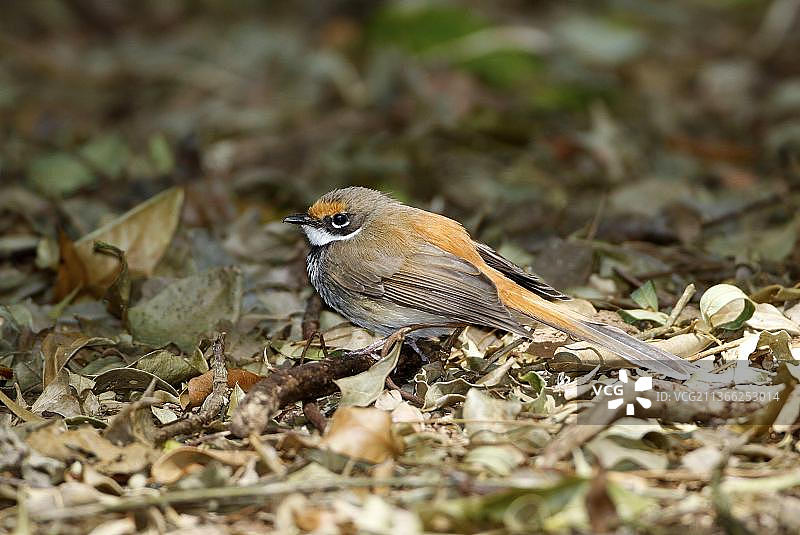 红尾扇尾鹟，成鸟在雨林地面上的落叶中觅食，澳大利亚昆士兰州图片素材