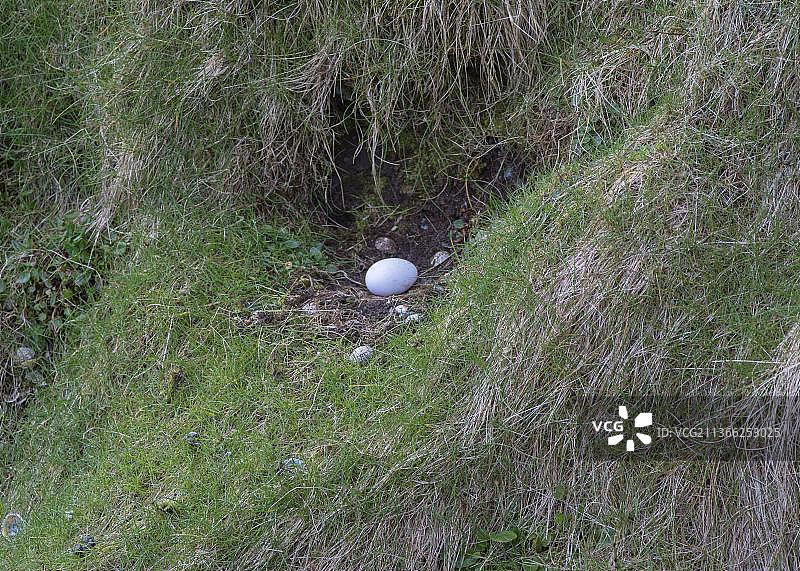 苏格兰设得兰群岛北极海燕巢穴及鸟蛋图片素材