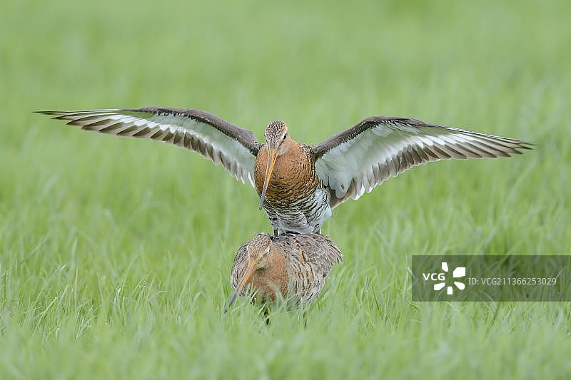 黑尾塍鹬成鸟配对，繁殖羽，交配，荷兰图片素材