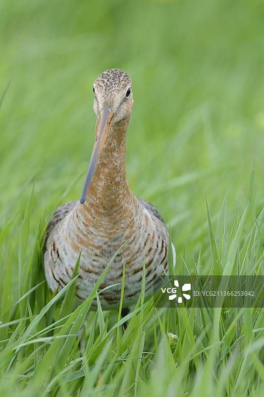黑尾塍鹬，繁殖羽的成年雌性，站在靠近巢穴的草地上，荷兰北荷兰省图片素材
