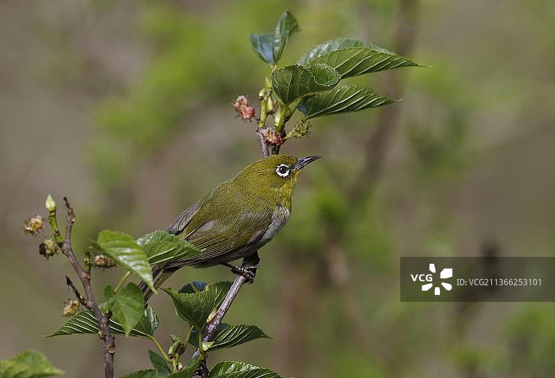 日本白眼鸟（Zosterops japonicus），成鸟，栖息于树枝上，日本小笠原群岛图片素材