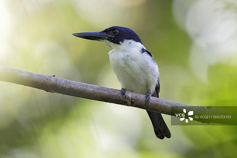 翠蓝翡翠(Todiramphus leucopygius),成年雄性,栖息于树枝上,近所罗门群岛瓜达尔卡纳尔岛霍尼亚拉,大洋洲图片素材