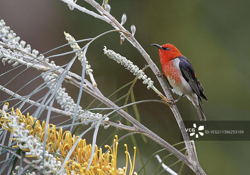 猩红蜜雀（Myzomela sanguinolenta）成年雄性，以蜜花银桦（Grevillea eriostachya）花朵的花蜜为食，翠鸟公园，阿瑟顿高地，大分水岭，昆士兰州，澳大利亚，大洋洲图片素材