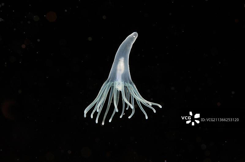 珊瑚虫：夜间漂浮在水中的珊瑚虫，塞拉亚，巴厘岛，小巽他群岛，印度尼西亚，亚洲图片素材