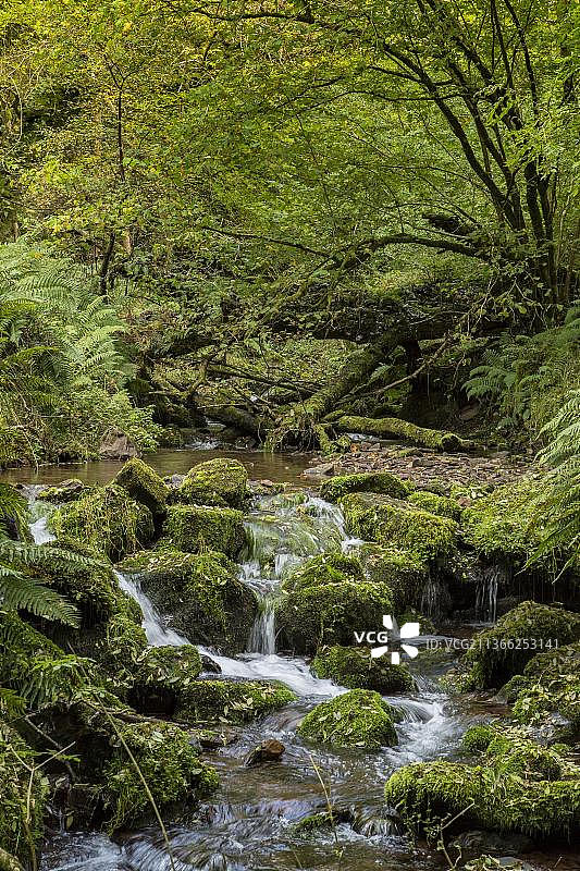 英格兰萨默塞特郡埃克斯穆尔国家公园霍纳山谷东水流域的落叶林地溪流图片素材