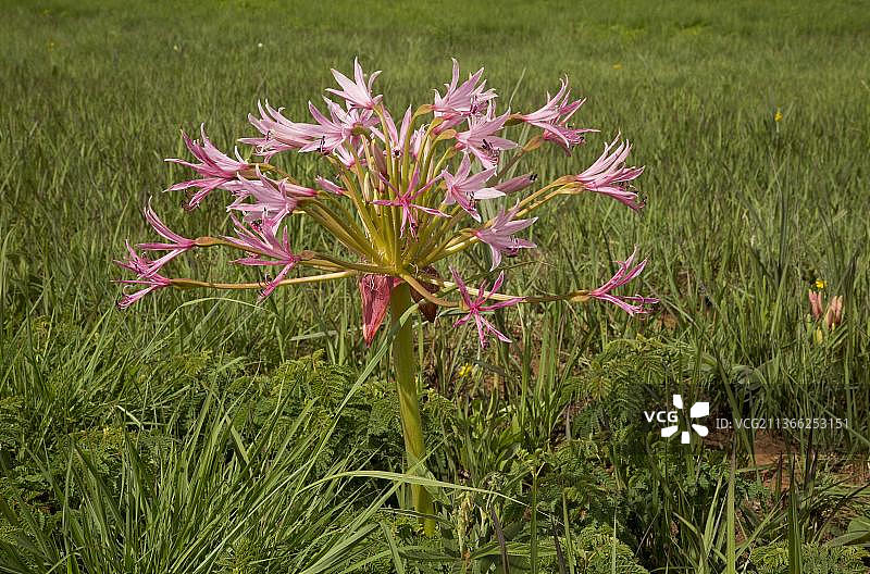 纳塔耳蜡烛台花（Brunsvigia natalensis），生长在南非夸祖鲁-纳塔尔省皇家纳塔耳国家公园图片素材
