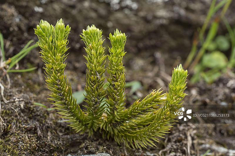 生长在山地草原上的小蔓藓图片素材