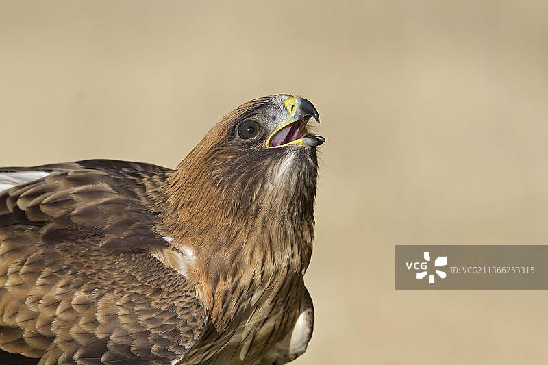 靴隼雕（Hieraaetus pennatus）浅色形态，头部特写，在水池边饮水，卡斯蒂利亚-莱昂，西班牙，欧洲图片素材