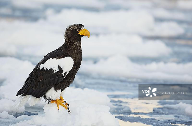 虎头海雕，成年，站在近海海冰上，北海道，日本，亚洲图片素材