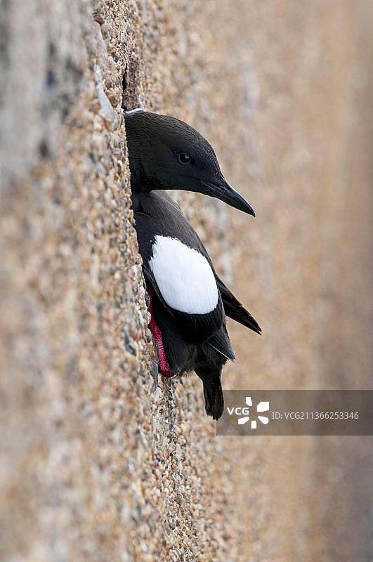 英国苏格兰奥班，从海港墙排水孔探出头的成年海鸠图片素材