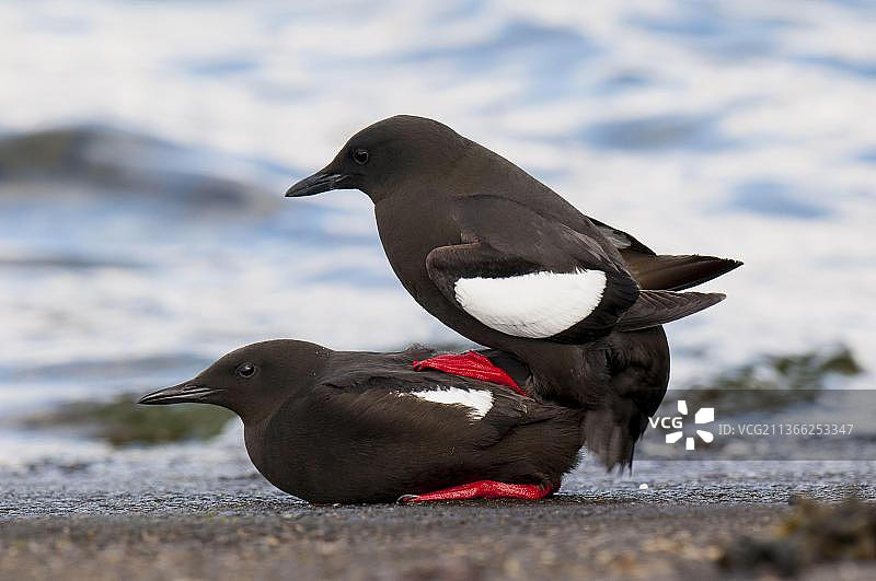 海鸠(Cepphus grylle)成年配对,繁殖羽毛,在港口墙上交配,奥班,阿盖尔,苏格兰,英国,欧洲图片素材