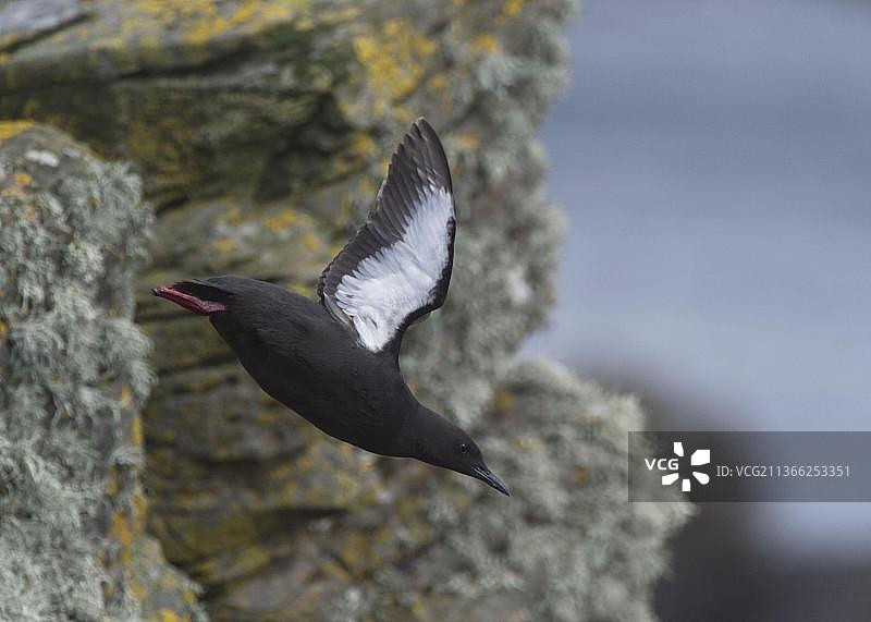 海鸠成鸟，繁殖羽毛，飞行中，从悬崖起飞，设德兰群岛，英国，欧洲图片素材