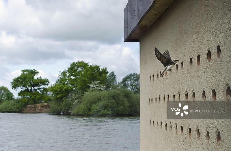 飞行中的沙燕（成鸟），检查人工筑巢岸边的巢穴，地点：英国诺丁汉郡阿滕伯勒自然保护区图片素材
