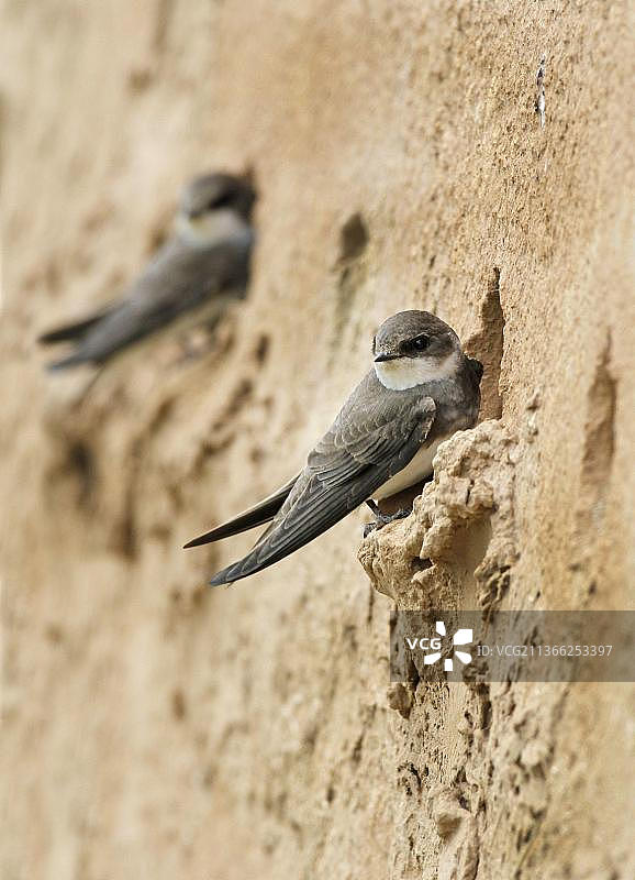 两只崖沙燕成鸟在人工巢穴筑巢（英国莱斯特郡）图片素材