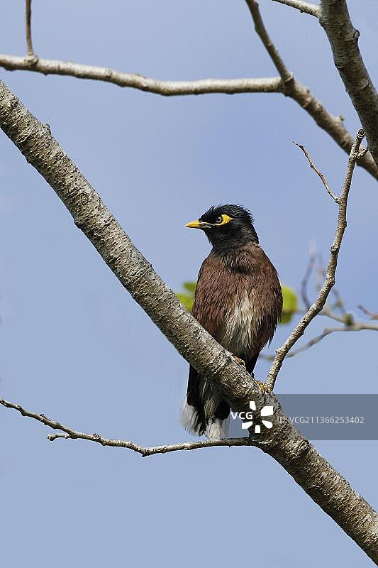 树枝上栖息的八哥鸟图片素材