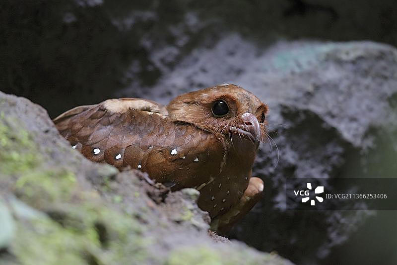 安第斯山脉洞穴中的油鸱图片素材
