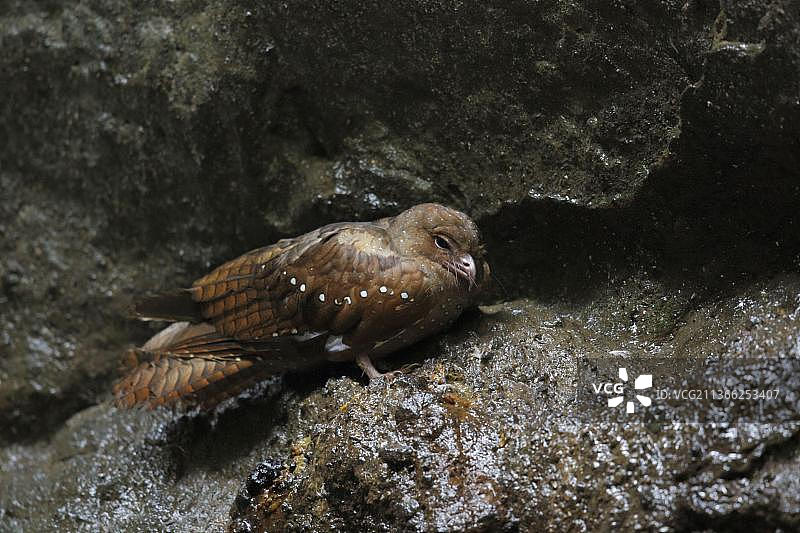 油鸱（Steatornis caripensis）成年，站在厄瓜多尔 Pichincha 省安第斯山脉明多洞穴的岩石上图片素材