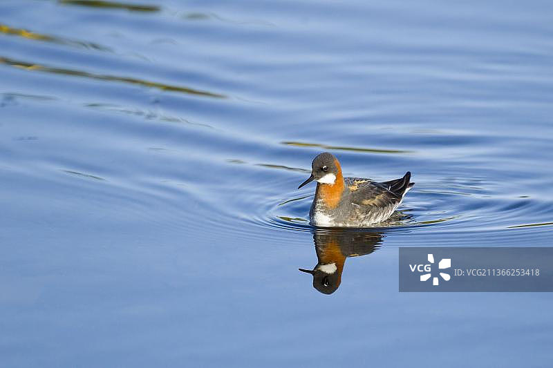 灰瓣蹼鹬（繁殖羽）图片素材