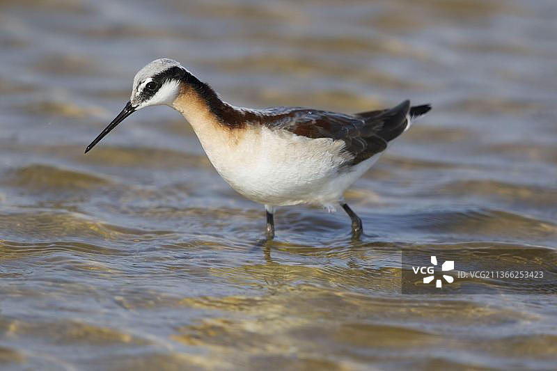 三色瓣蹼鹬成年雌鸟，繁殖羽，在迁徙期间于美国德克萨斯州墨西哥湾沿岸的浅水中涉水图片素材