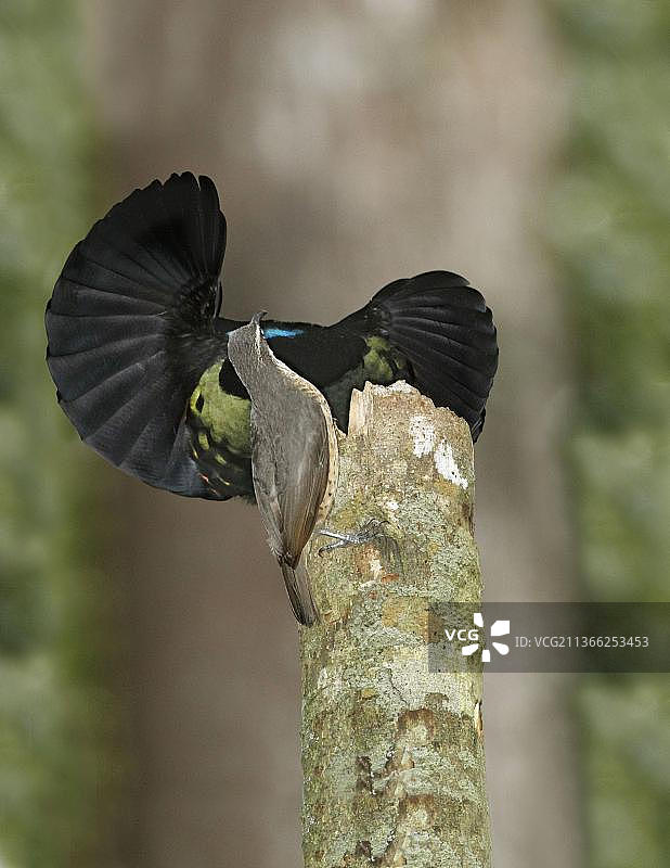 维多利亚步枪鸟，雄性向雌性炫耀，澳大利亚昆士兰图片素材