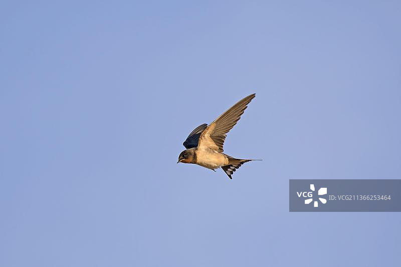飞行中的家燕幼鸟（普通亚种），秋季迁徙，西班牙卡斯蒂利亚-莱昂图片素材