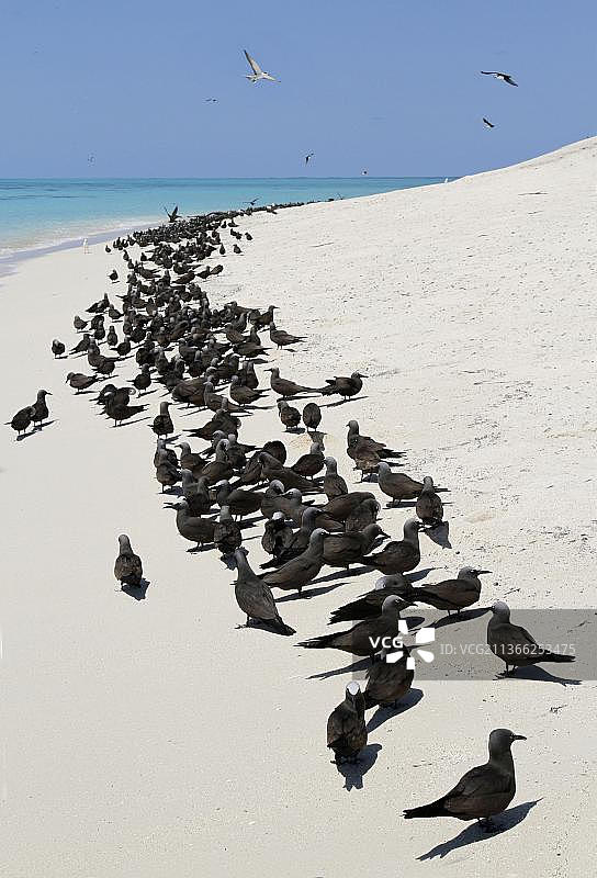 黑玄鸥鸟群，栖息在海滩上，澳大利亚昆士兰米迦勒环礁国家公园，大堡礁，大洋洲图片素材
