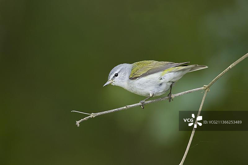 田纳西莺（Vermivora peregrina）成年雄性，迁徙期间栖息在树枝上，美国德克萨斯州墨西哥湾沿岸图片素材