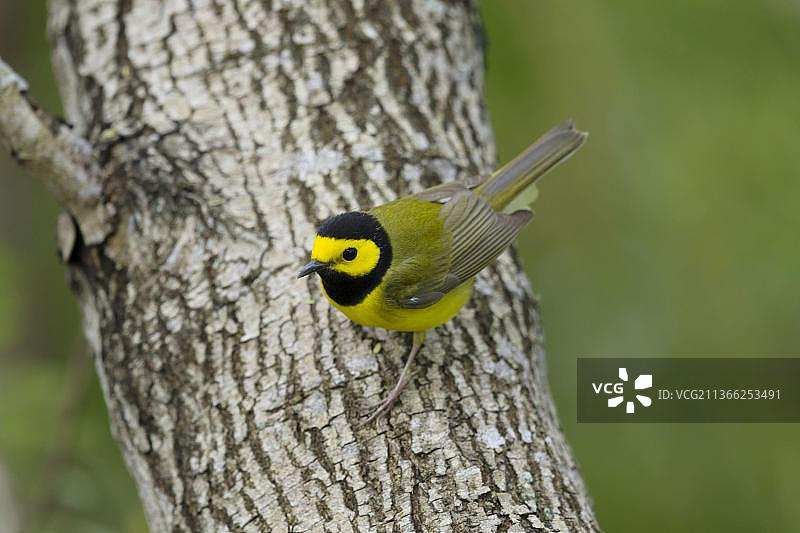 戴帽莺（雄性成年鸟）迁徙期间栖息于美国德克萨斯州墨西哥湾沿岸的树枝上图片素材
