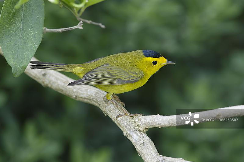 威尔逊莺（成年雄性）—美国德克萨斯州墨西哥湾沿岸迁徙期间栖息在树枝上图片素材