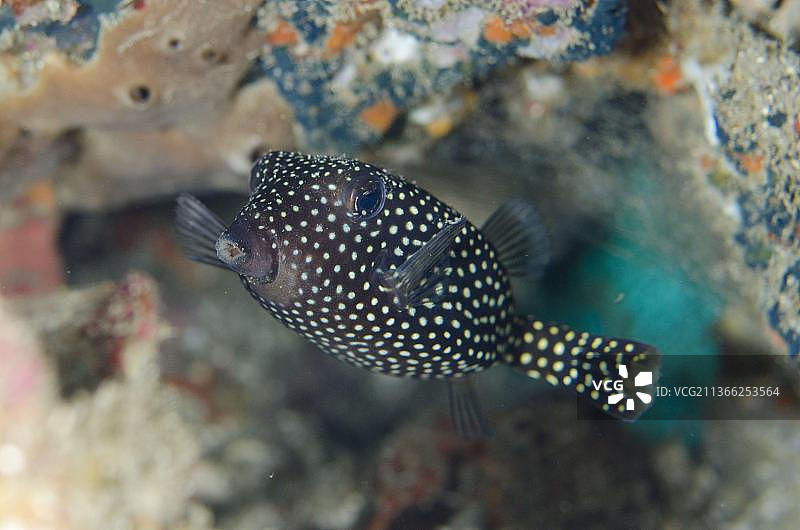 巴厘岛白斑箱鲀图片素材