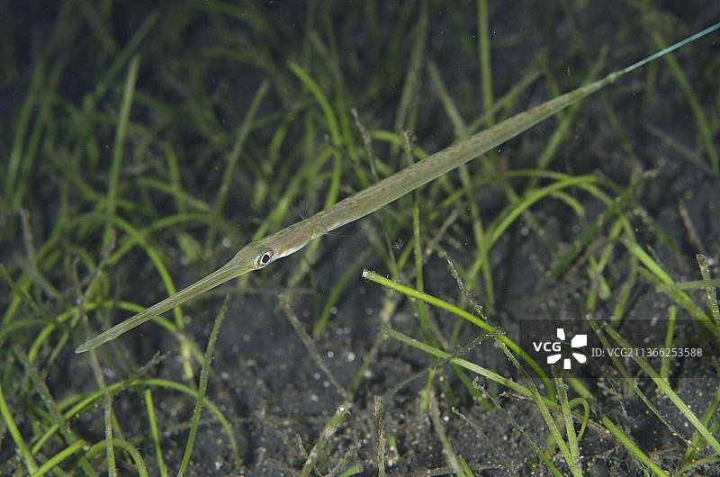 蓝点海龙鱼，位于印度尼西亚苏拉威西岛图片素材