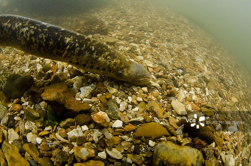 七鳃鳗成鱼，在多石的河床上，英国汉普郡测试河图片素材