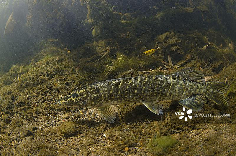 北梭鱼幼鱼，在特伦特河等待伏击猎物图片素材