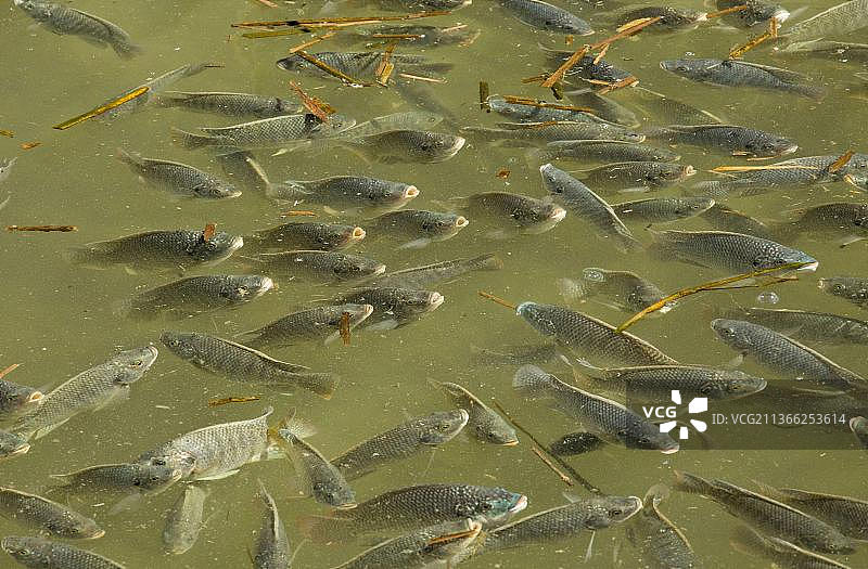 奥利亚罗非鱼，入侵物种，浅滩，在美国德克萨斯州帕德里岛沿海泻湖图片素材