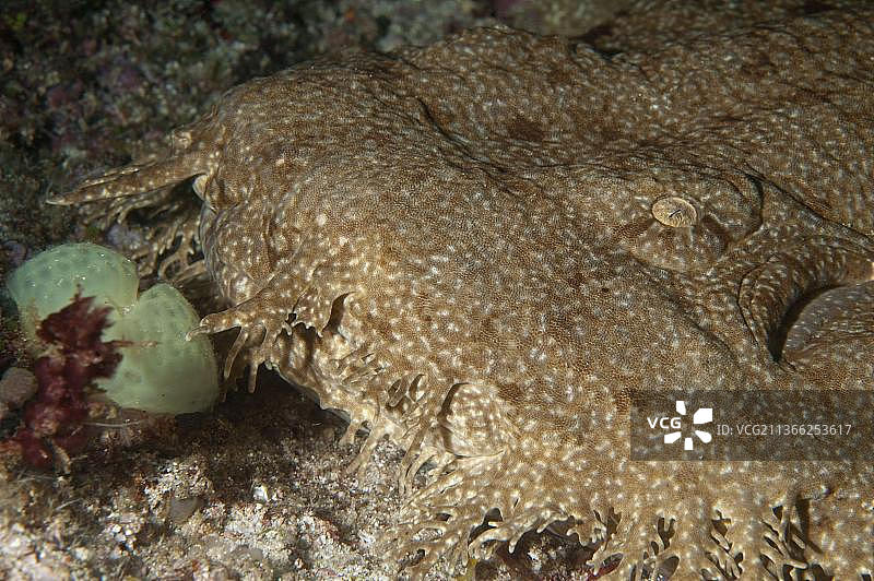 须鲨（Eucrossorhinus dasypogon），地毯鲨，拉贾安帕群岛，西巴布亚图片素材