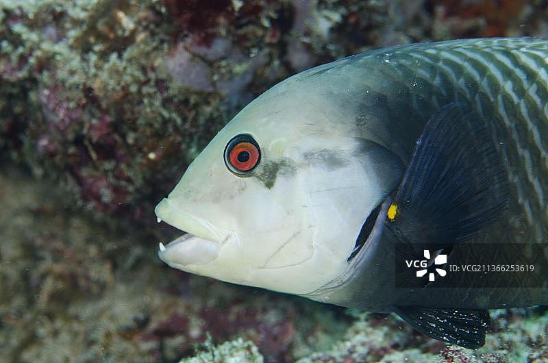 尾纹动鱼图片素材