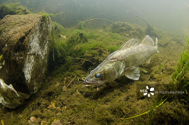 河鲈成鱼，在特伦特河中游泳图片素材