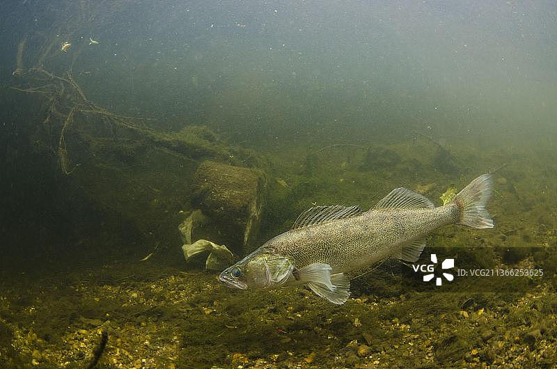 河鲈成鱼，在特伦特河中游泳图片素材