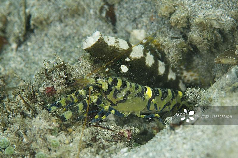 大理石虾蛄虾(Alpheus rapax)成年个体，以及鞍纹虾虎鱼(Cryptocentrus leucostictus)成年个体，位于共享洞穴入口处，Candidasa, 巴厘岛，小巽他群岛，印度尼西亚，亚洲图片素材