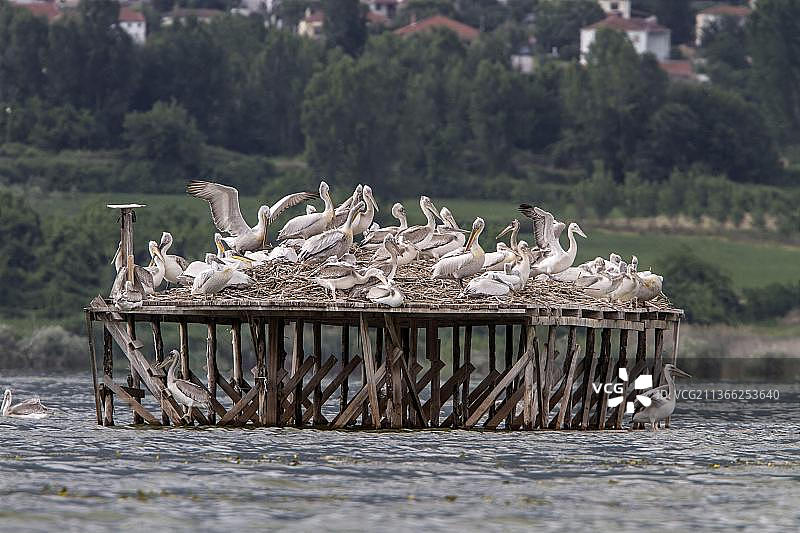 Lake Kerkini湖卷羽鹈鹕的鸟巢群图片素材