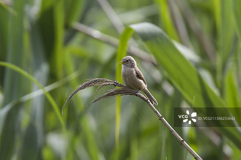 攀雀，芦苇上的幼年攀雀，保加利亚，欧洲图片素材