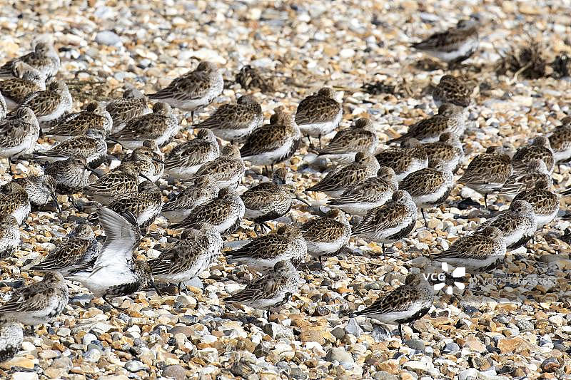夏羽滨鹬群，鹅卵石沙嘴，斯库尔特海德岛，布兰卡斯特港，北诺福克图片素材
