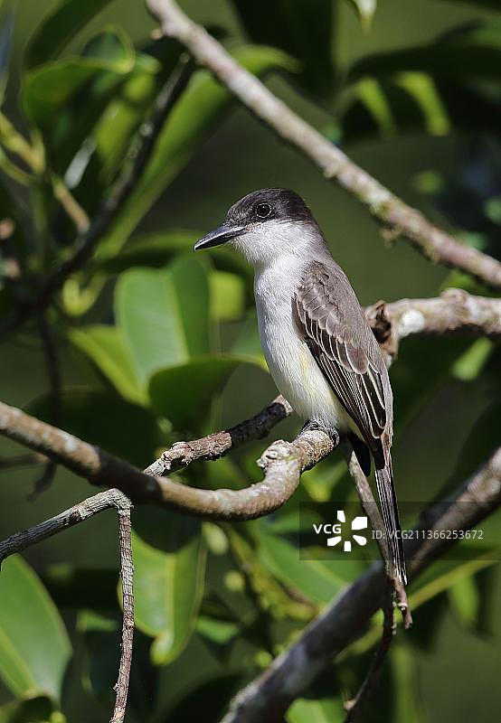 栖息在树枝上的 Loggerhead Kingbird(Tyrannus caudifasciatus jamaicensis)成年鸟图片素材